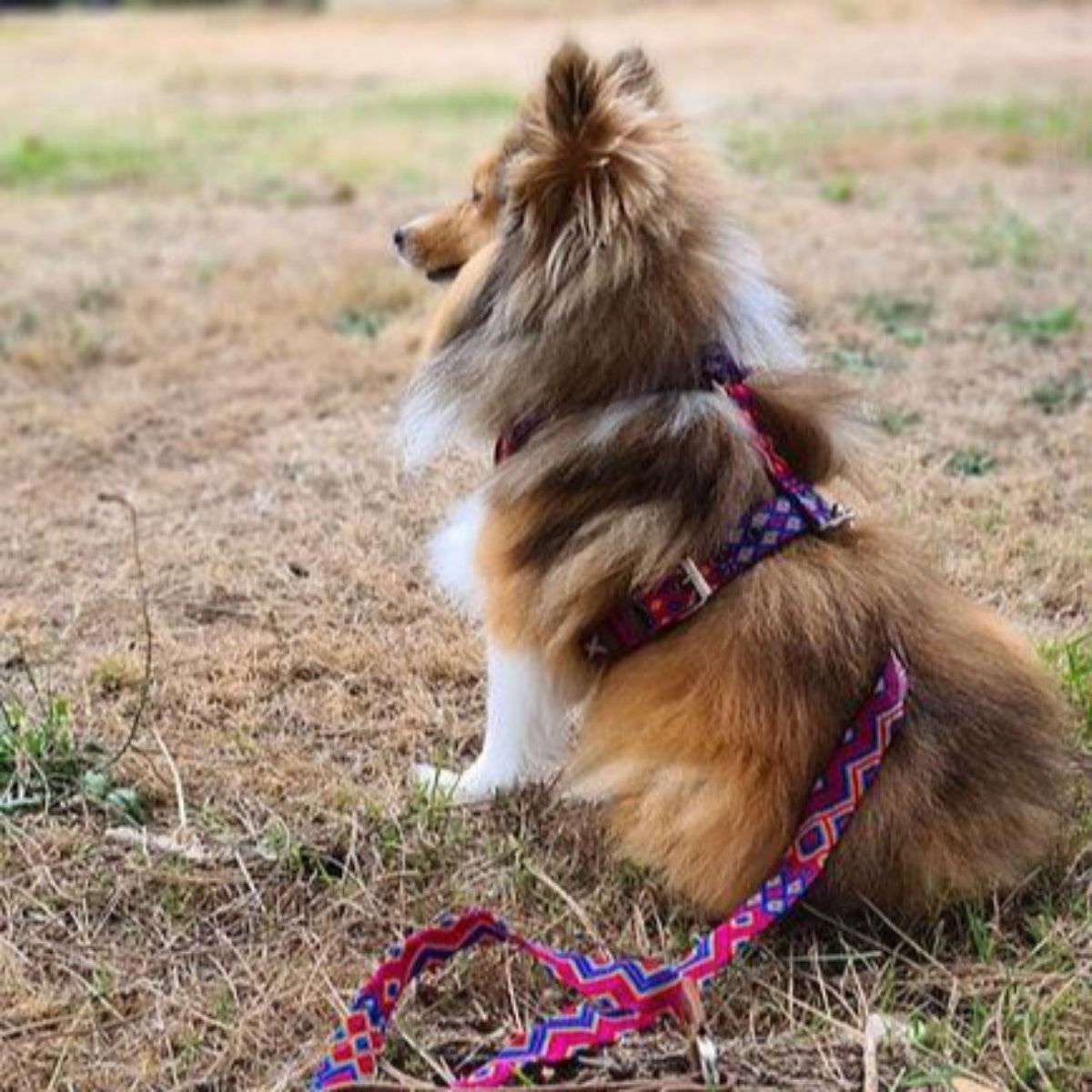 Harnais en Y pour chien mexicain brodé à la main - Kasibe