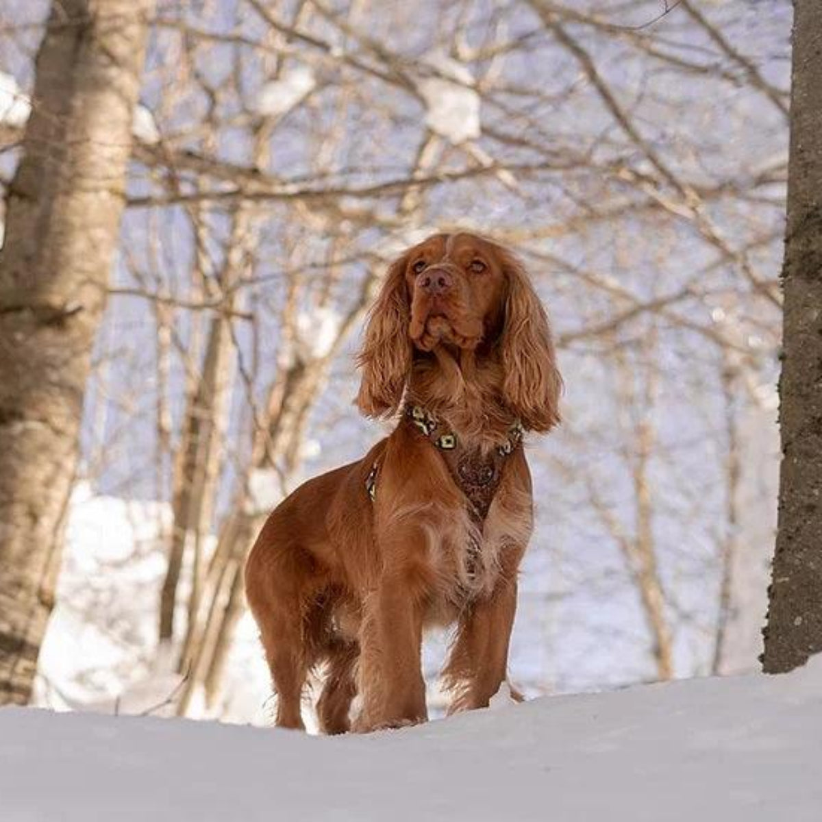 Harnais en Y pour chien mexicain brodé à la main - Kasibe