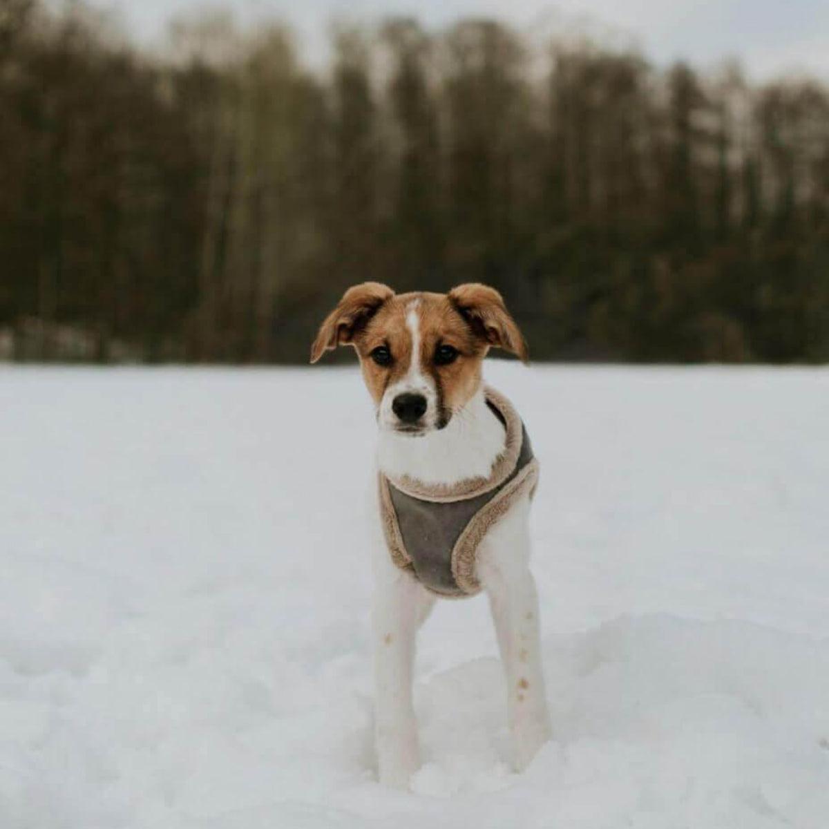 Harnais confort pour chien doublé en fourrure Yeti - kasibe