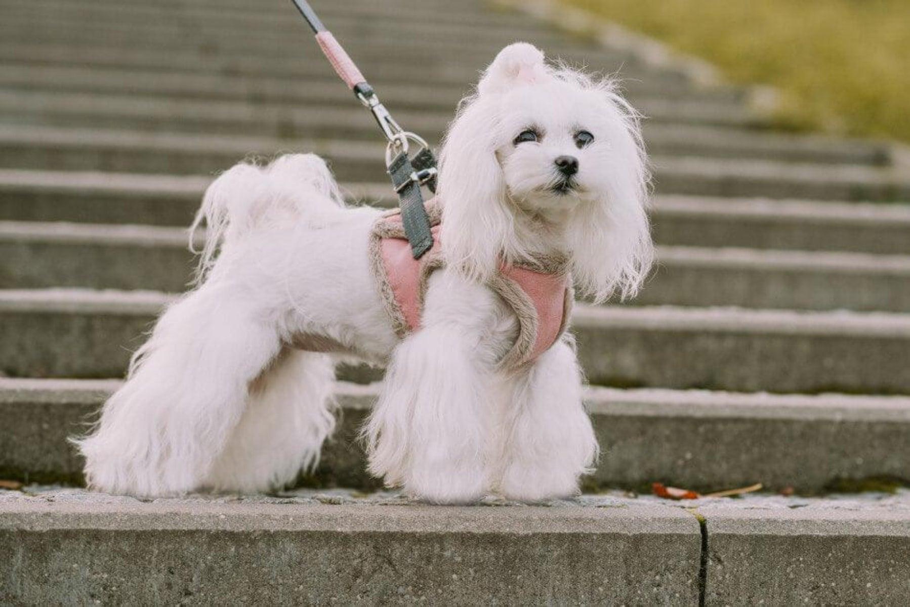 Harnais confort pour chien doublé en fourrure Yeti - kasibe