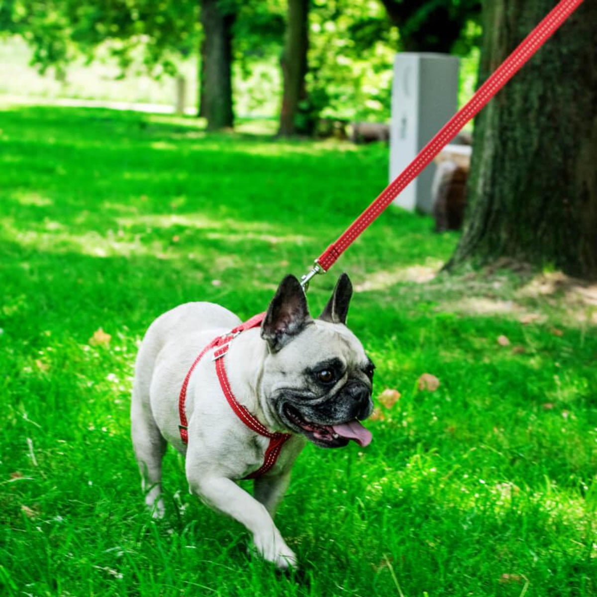 Harnais pour chien à bande réfléchissante - ACTIVE - Kasibe
