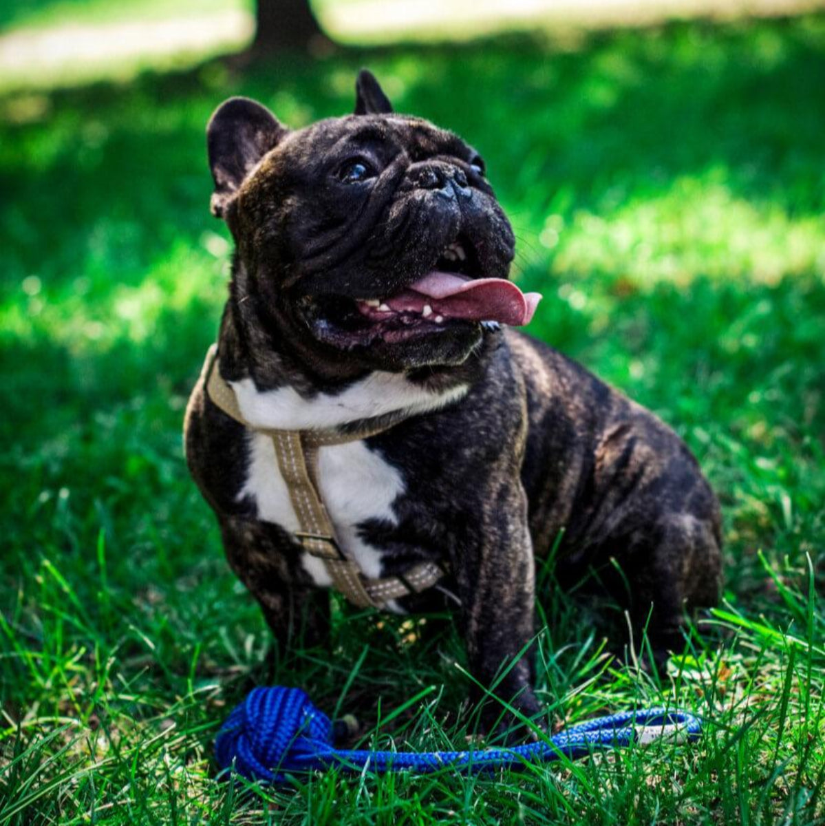 Harnais pour chien à bande réfléchissante - ACTIVE - Kasibe