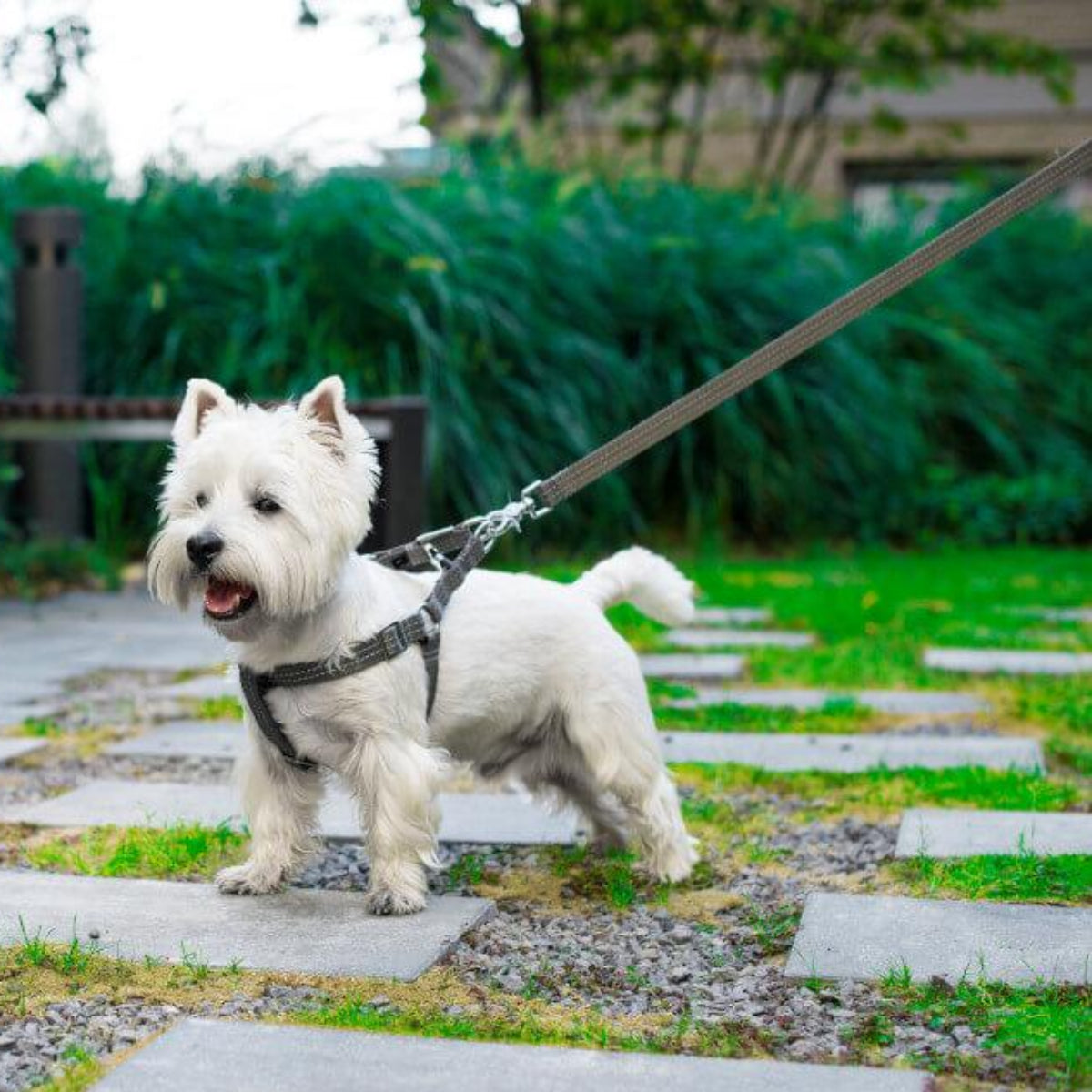 Harnais pour chien à bande réfléchissante - ACTIVE - Kasibe