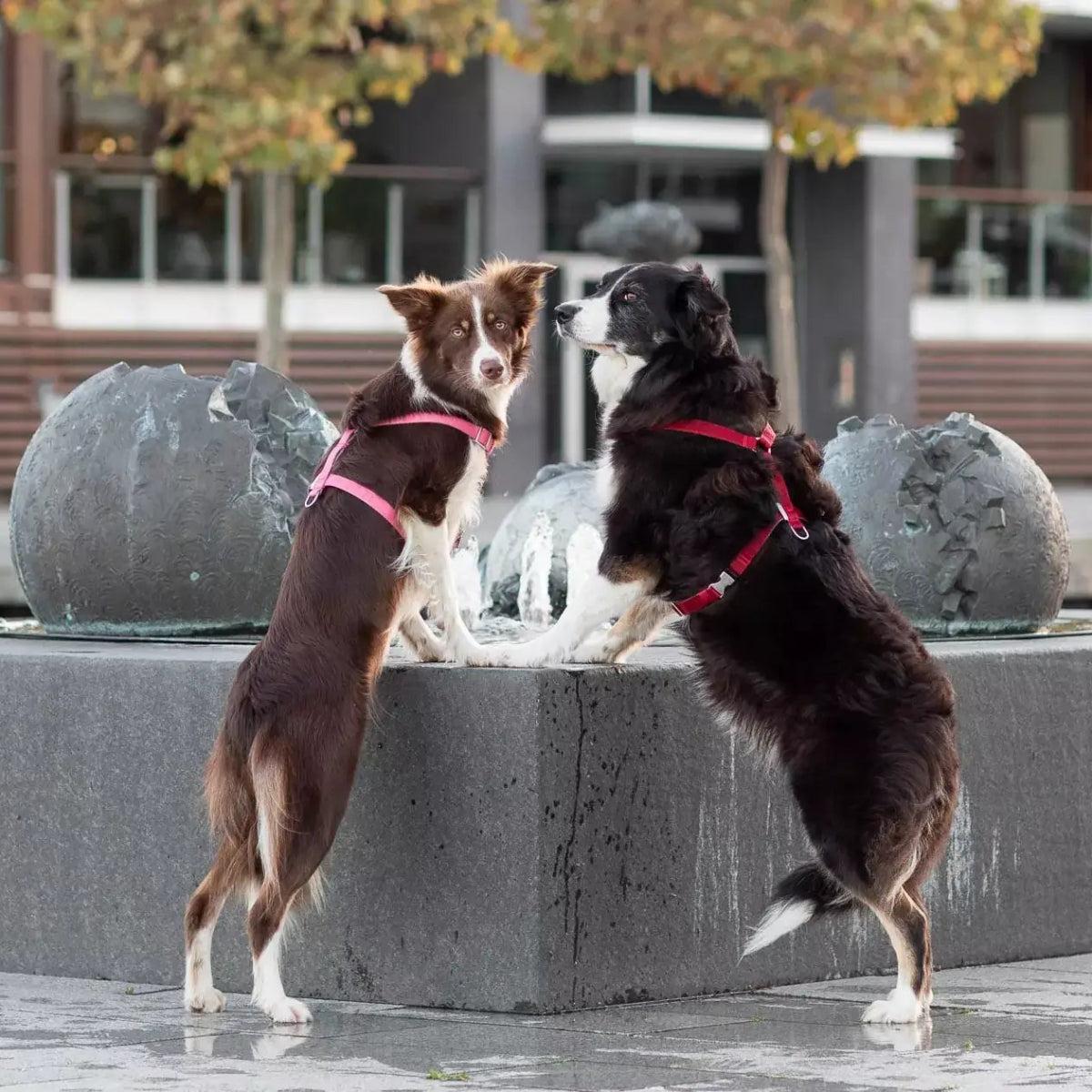Harnais pour chien léger - BLOOM - Kasibe