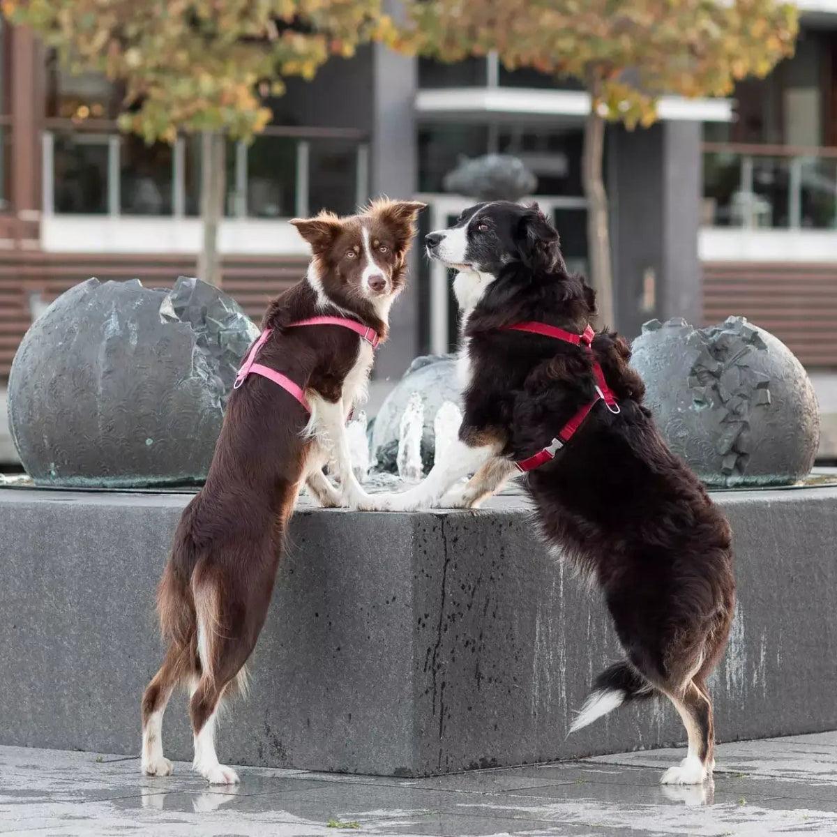 Harnais pour chien léger - BLOOM - Kasibe