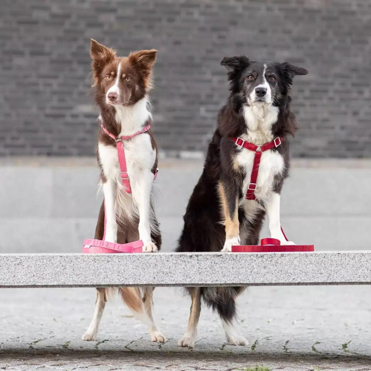 Harnais pour chien léger - BLOOM - Kasibe