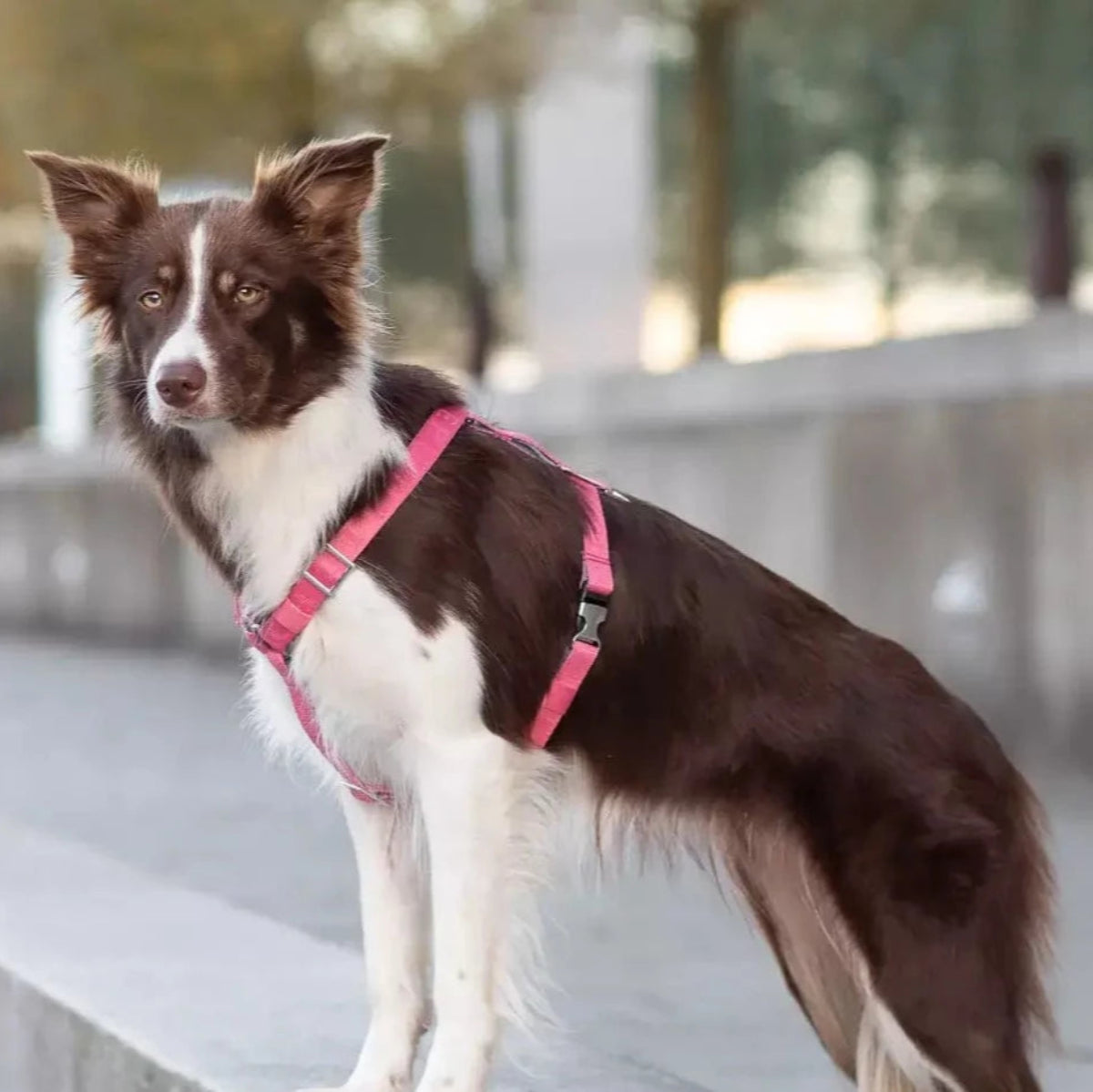 Harnais pour chien léger - BLOOM - Kasibe