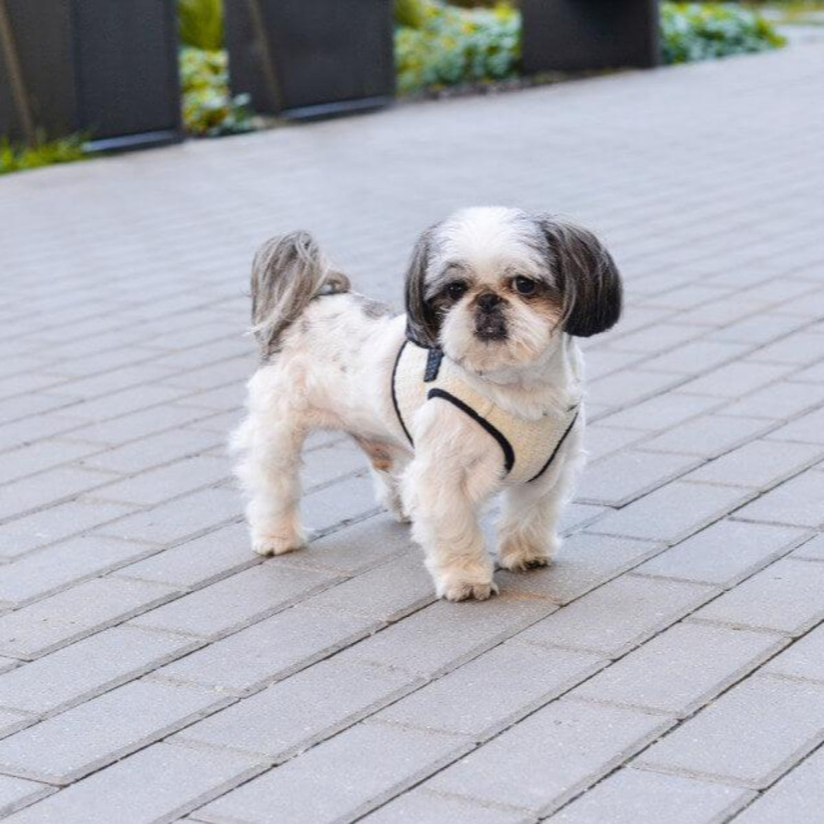 Harnais pour petit ou grand chien - SOHO - Kasibe