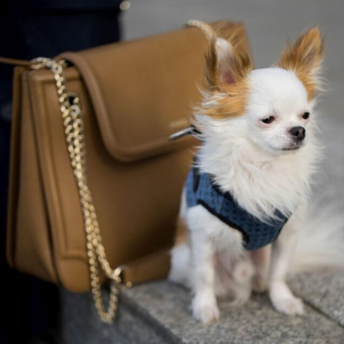 Harnais pour petit ou grand chien - SOHO - Kasibe