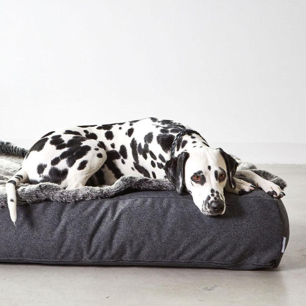 Housse de coussin très épais pour chien - STELLA LOUNGE - Kasibe