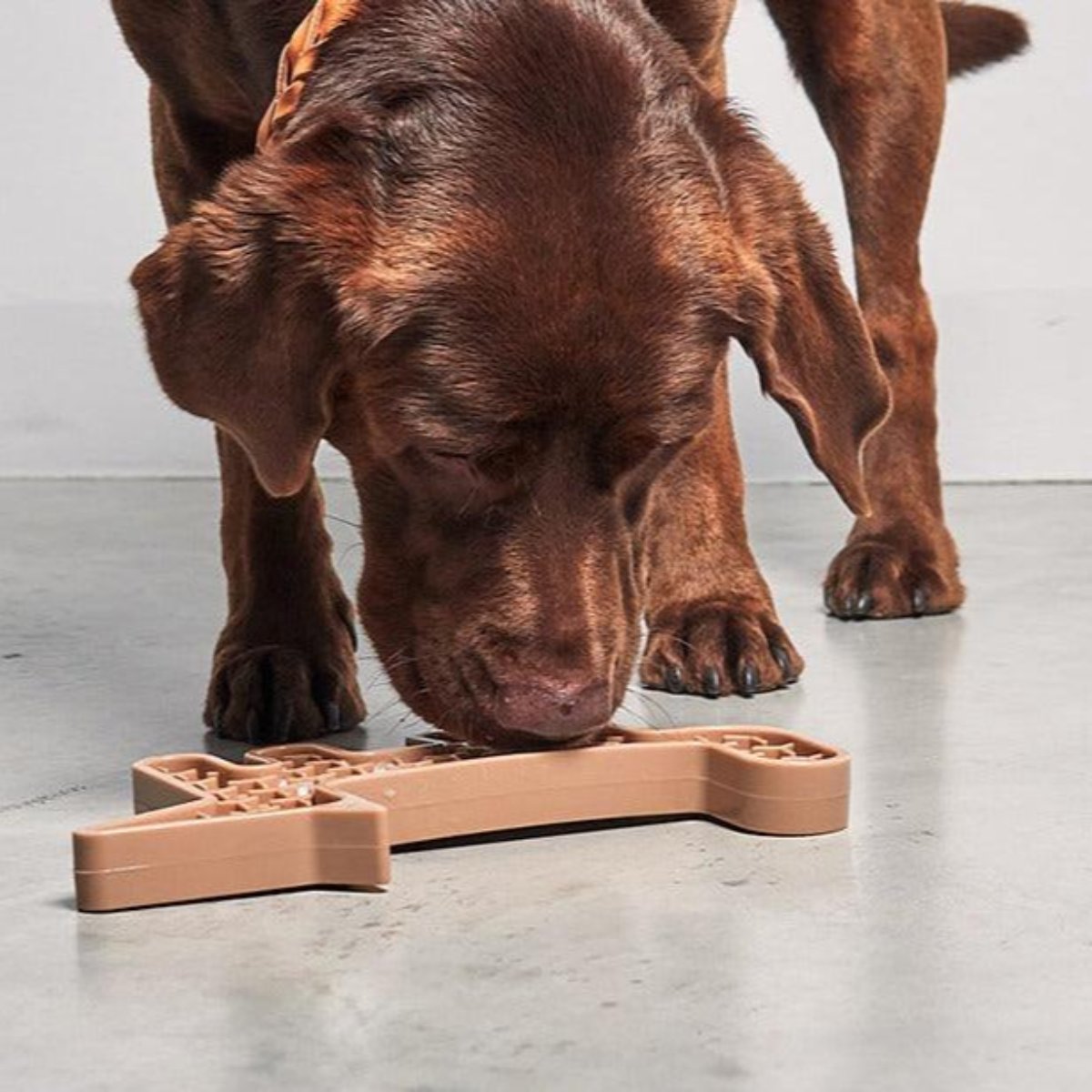 Jouet d'activité pour chien - VOLPE - Kasibe