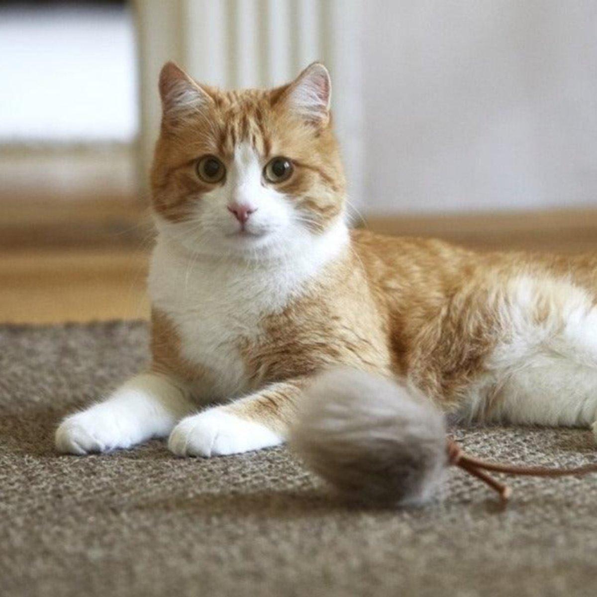 Jouet pompon pour chat (lot de 2) - TOPO - Kasibe