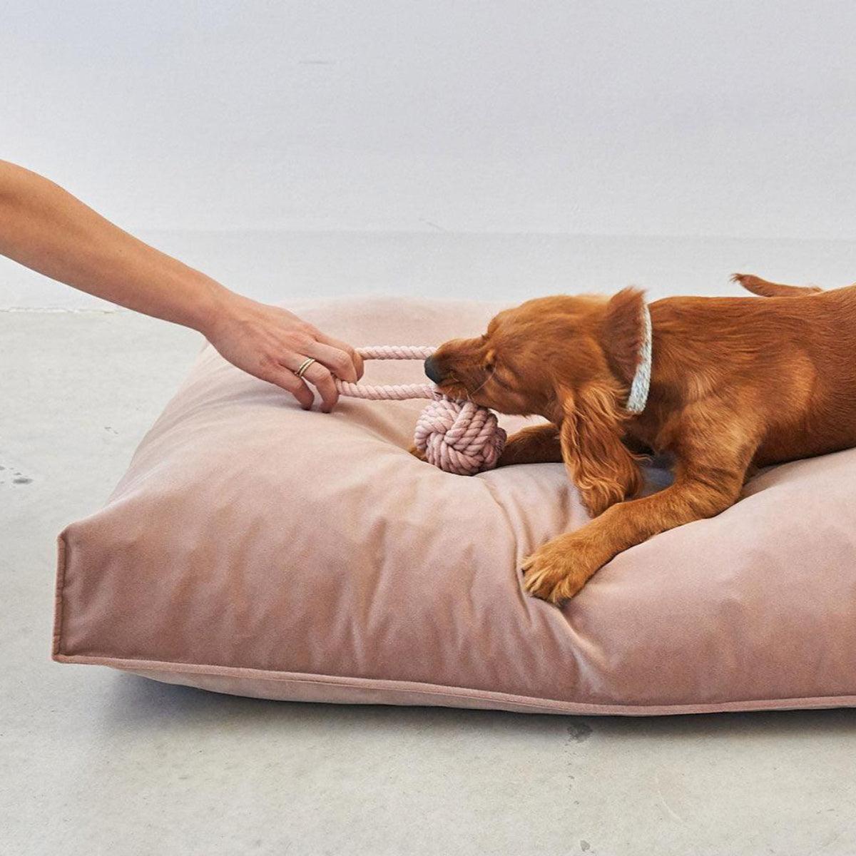 Jouet pour chien en corde de coton (lot de 3) - NODO - Kasibe