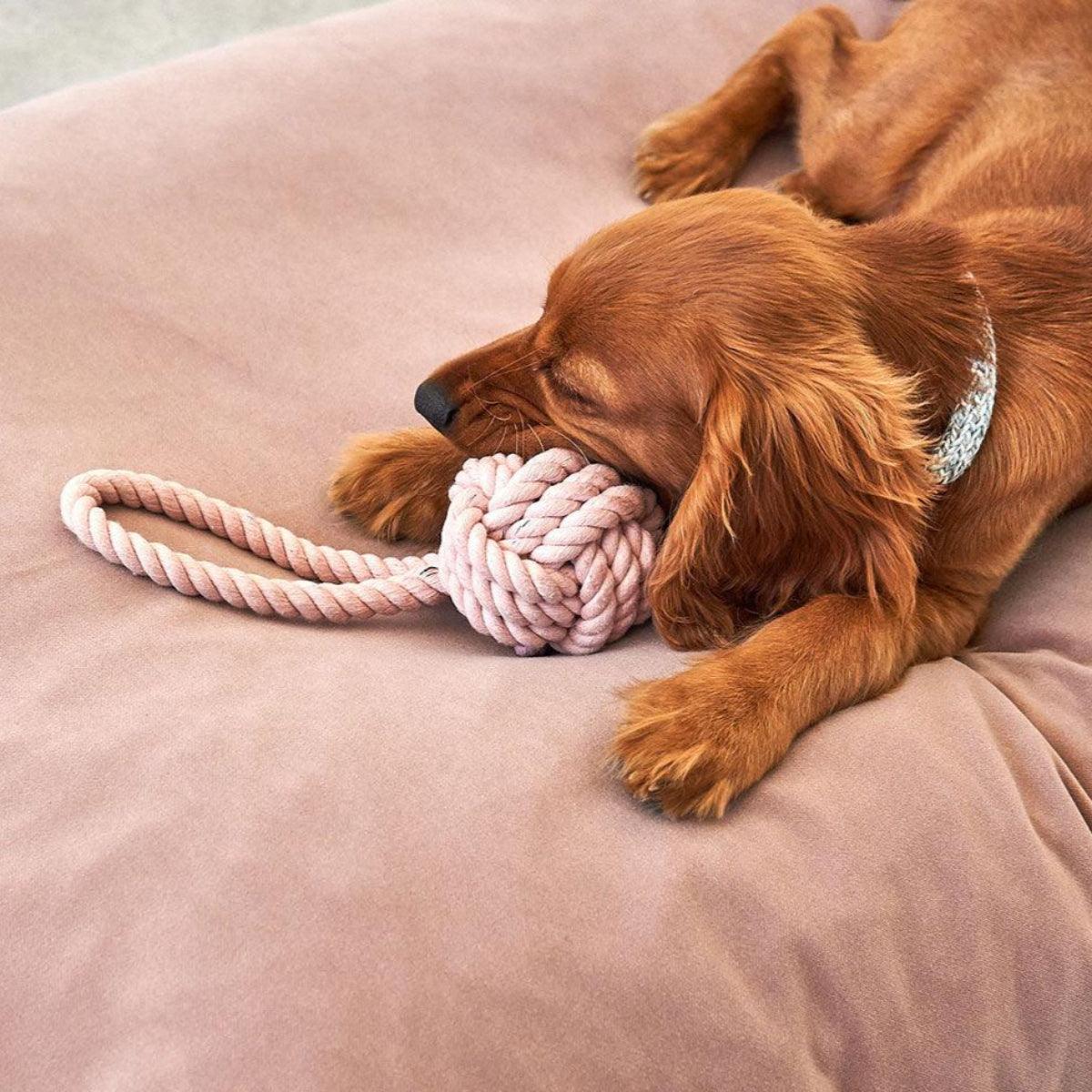 Jouet pour chien en corde de coton (lot de 3) - NODO - Kasibe