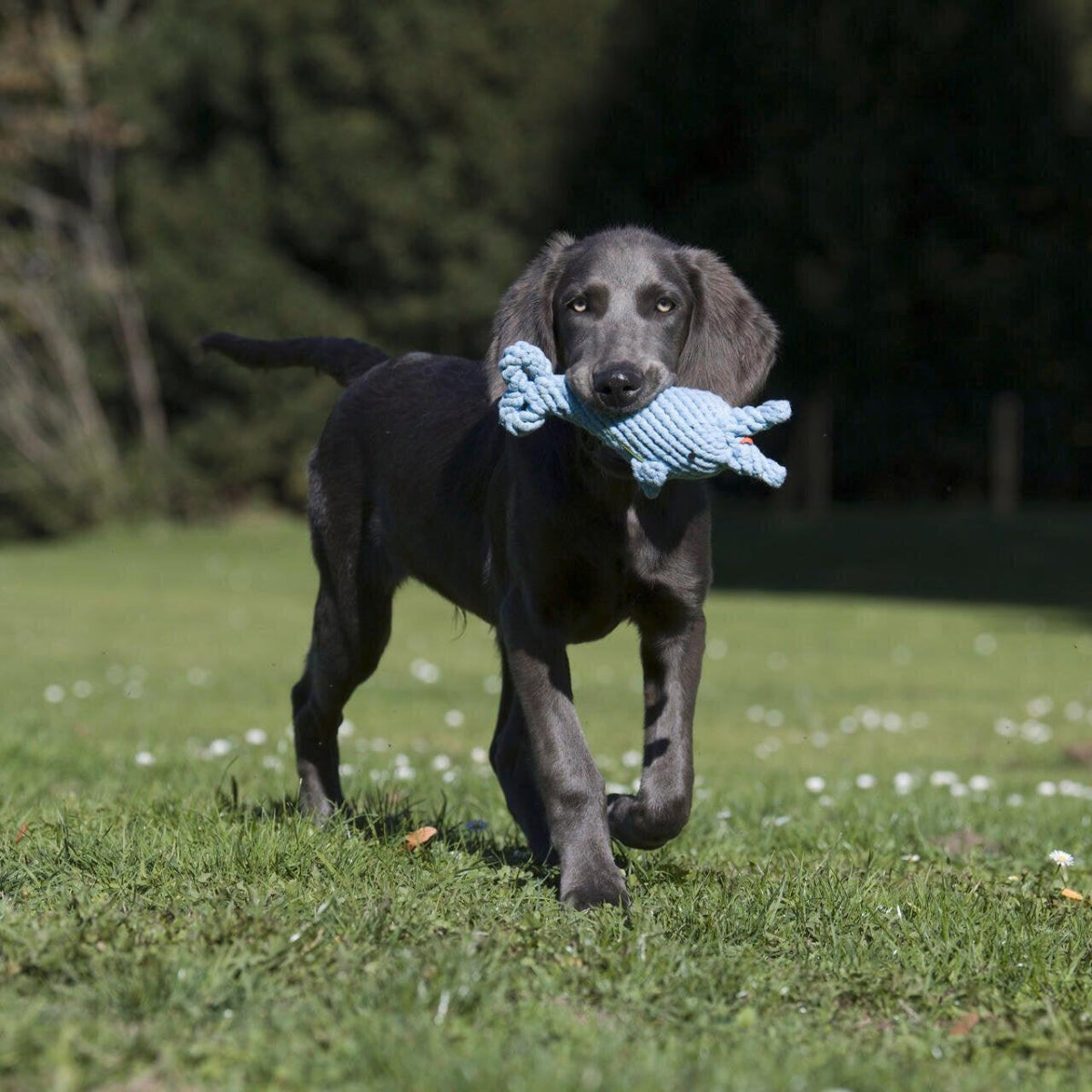 Jouet pour chien robuste (lot de 3) - Kasibe