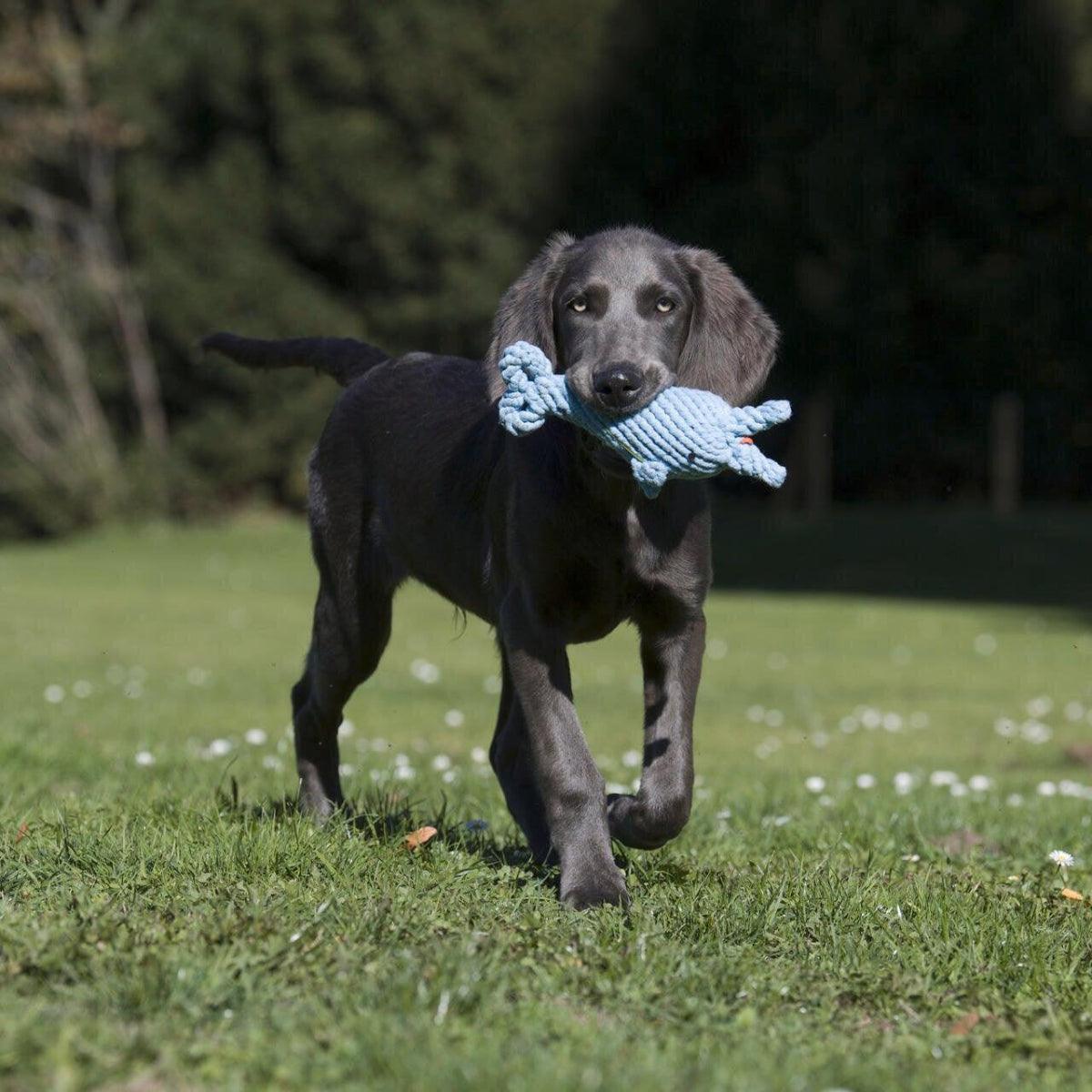Jouet pour chien robuste (lot de 3) - Kasibe