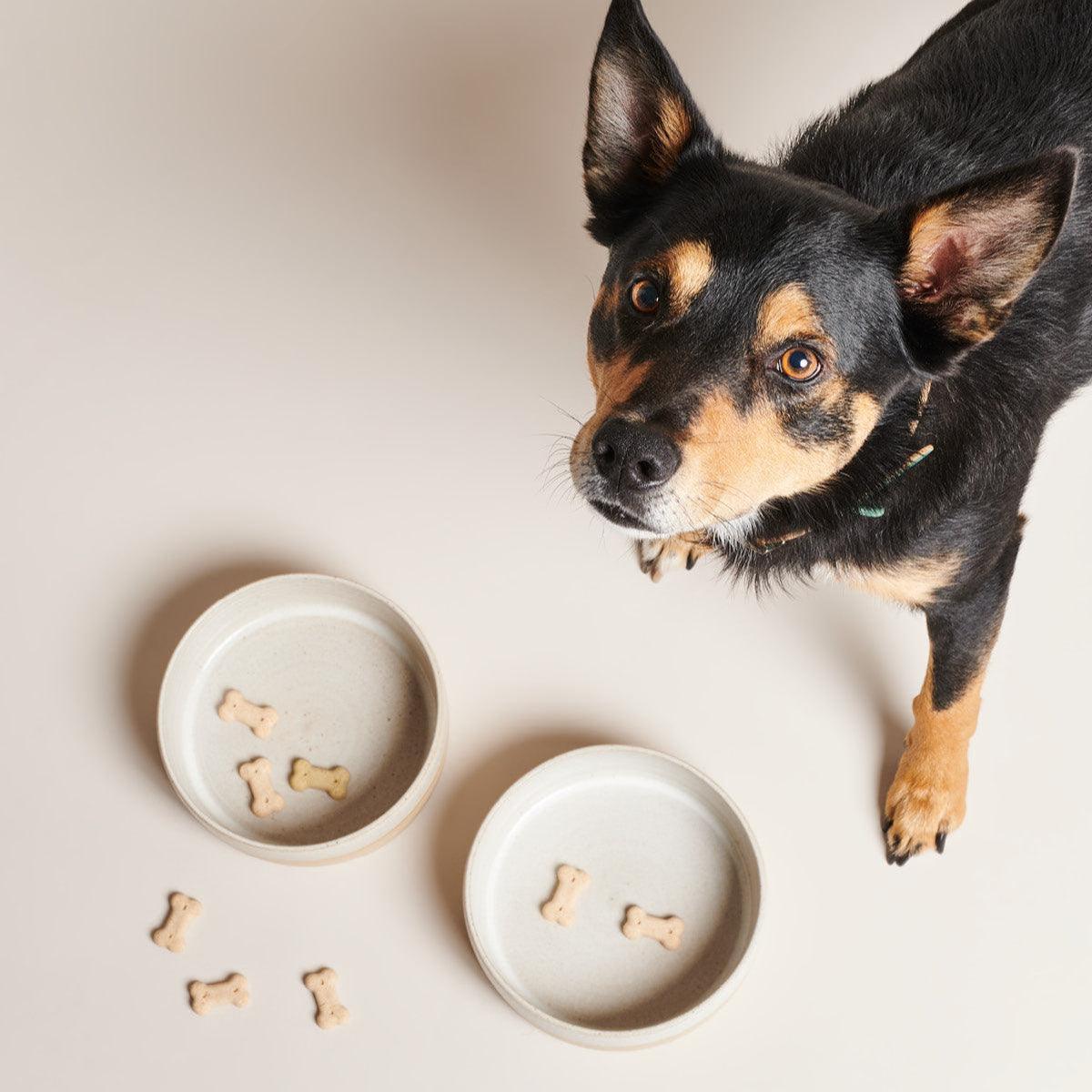 Gamelle pour chien en céramique, création artisanale kasibe pawness