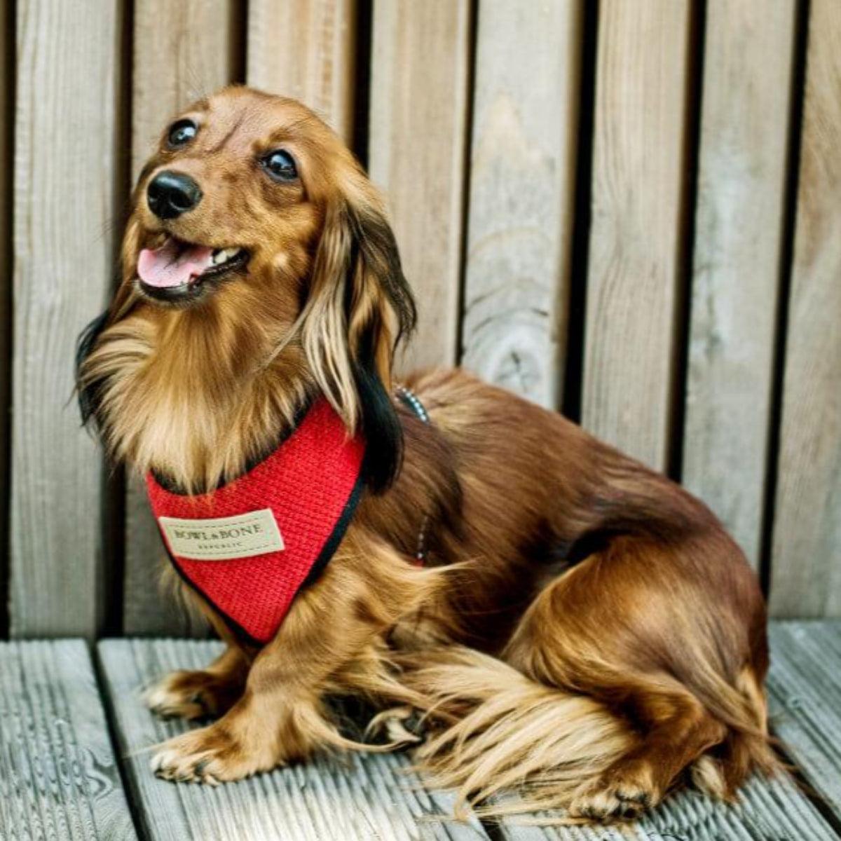 kasibe harnais pour chien candy en tissu et laisse coordonnée bowlandbone rouge