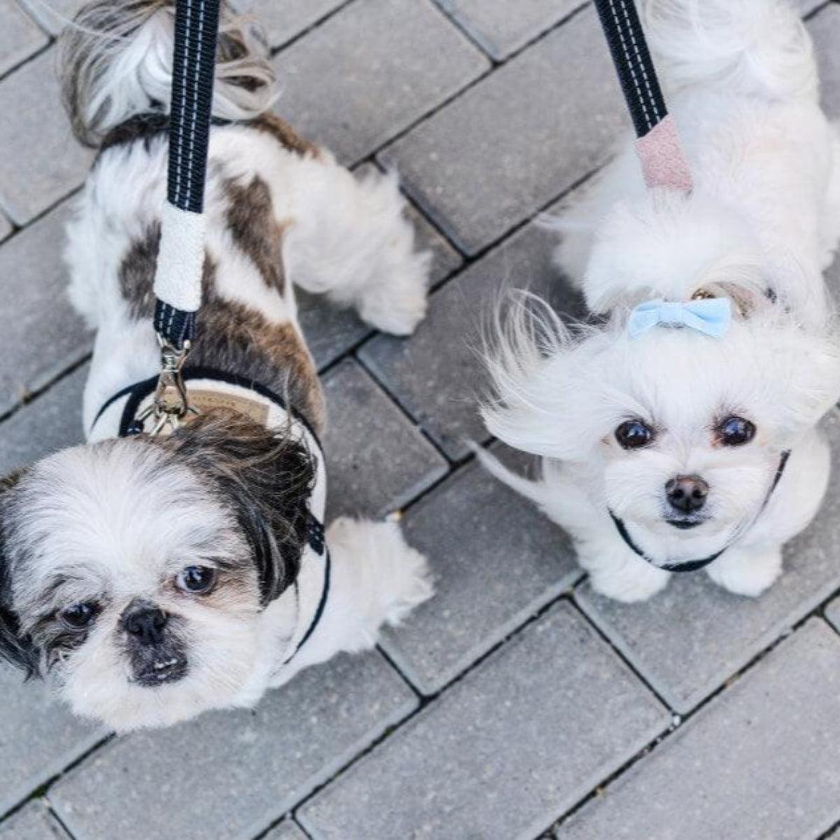 kasibe petit chiens portent harnais et laisse soho bowlandbone
