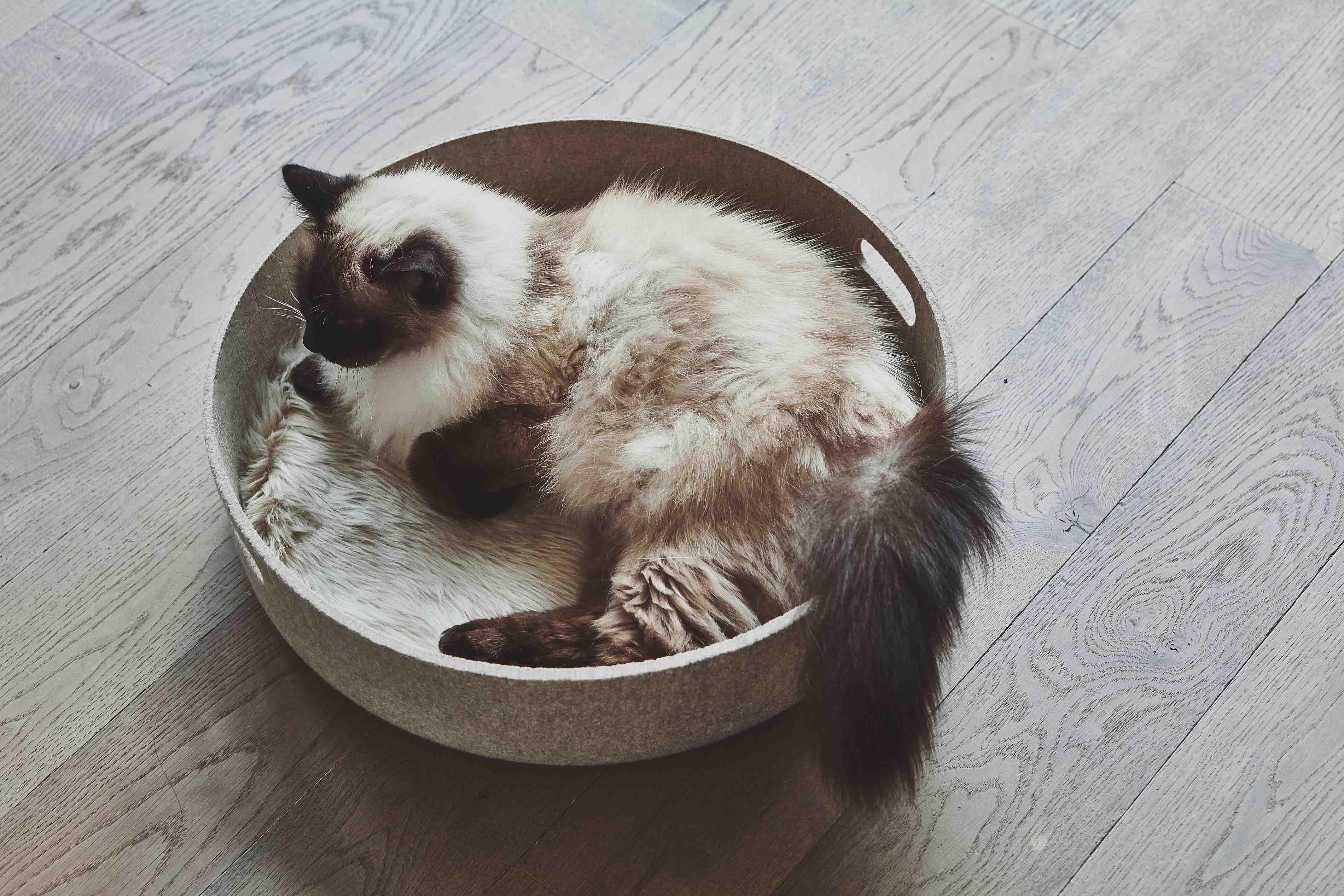 Panier pour chat et de rangement en polyester recyclé Cesto kasibe miacara