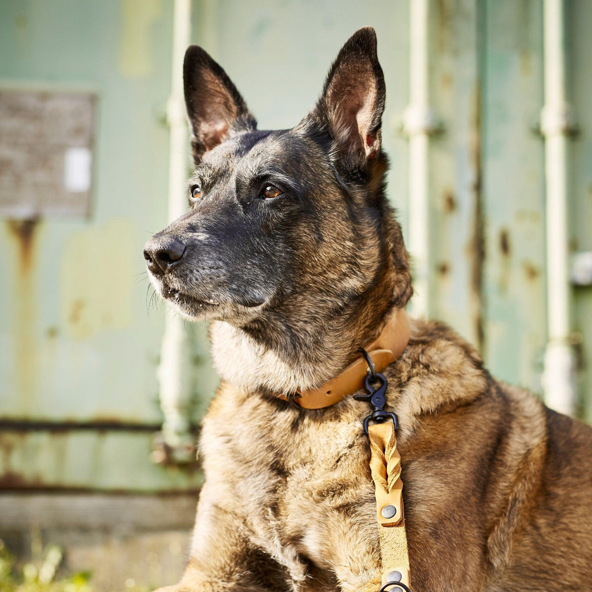 Laisse basique pour chien - GIRO - Kasibe