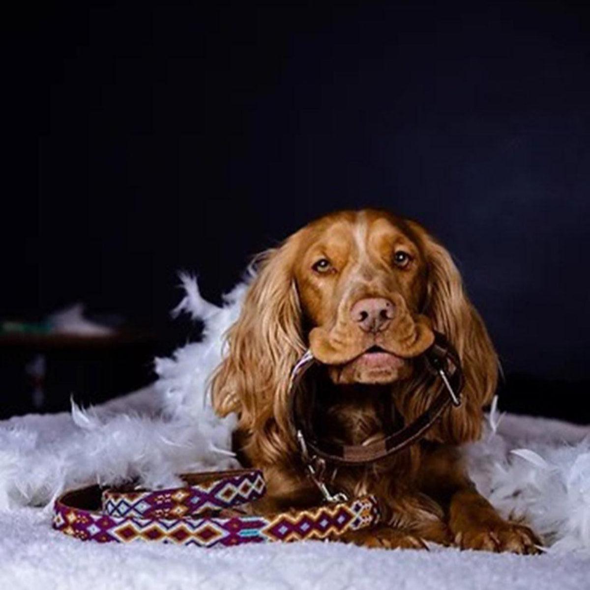 laisse pour chien au motif mexicain - kasibe