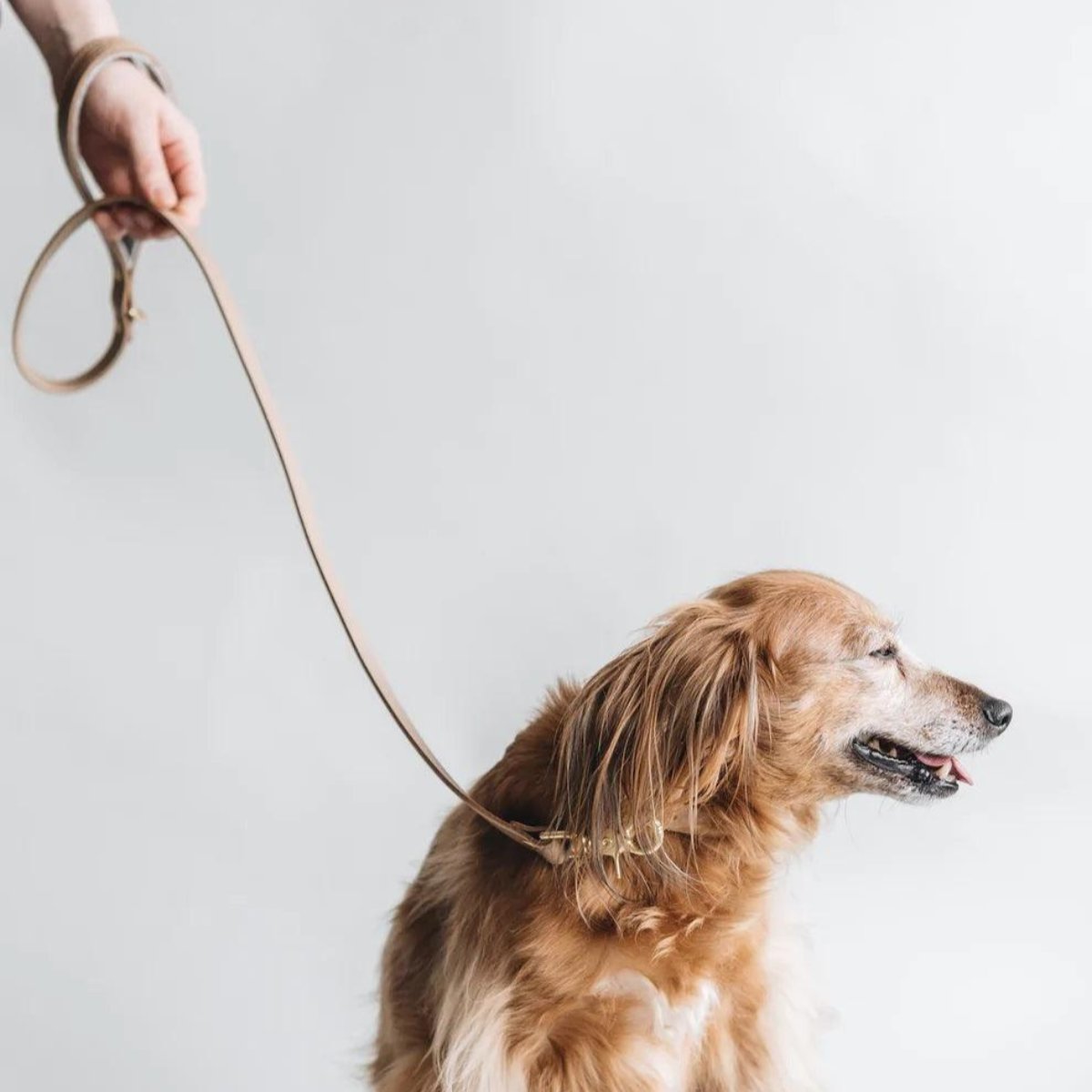 Laisse courte pour chien en cuir - HITCH - Kasibe