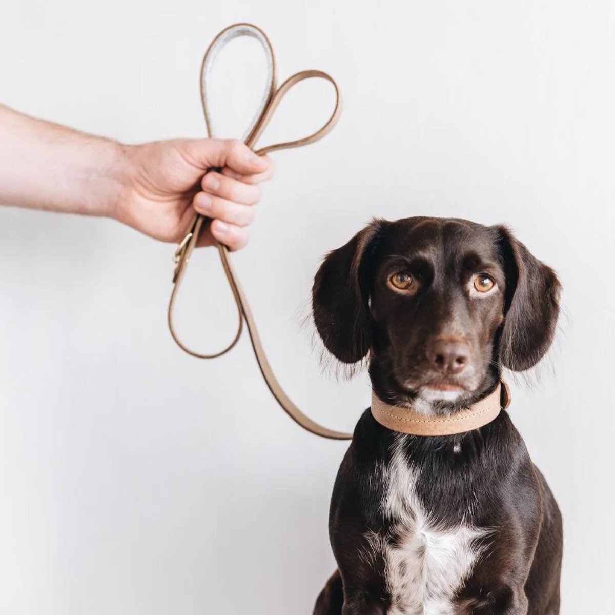 Laisse courte pour chien en cuir - HITCH - Kasibe