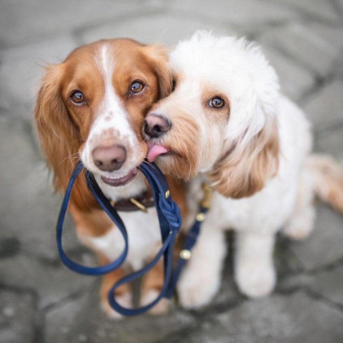 Laisse de ville pour chien - BUTTER CITY - Kasibe