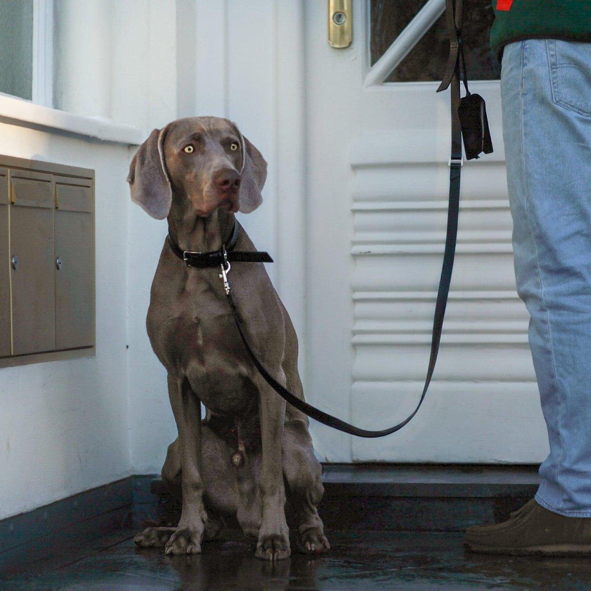 Laisse élégante pour chien - LUSSA - Kasibe