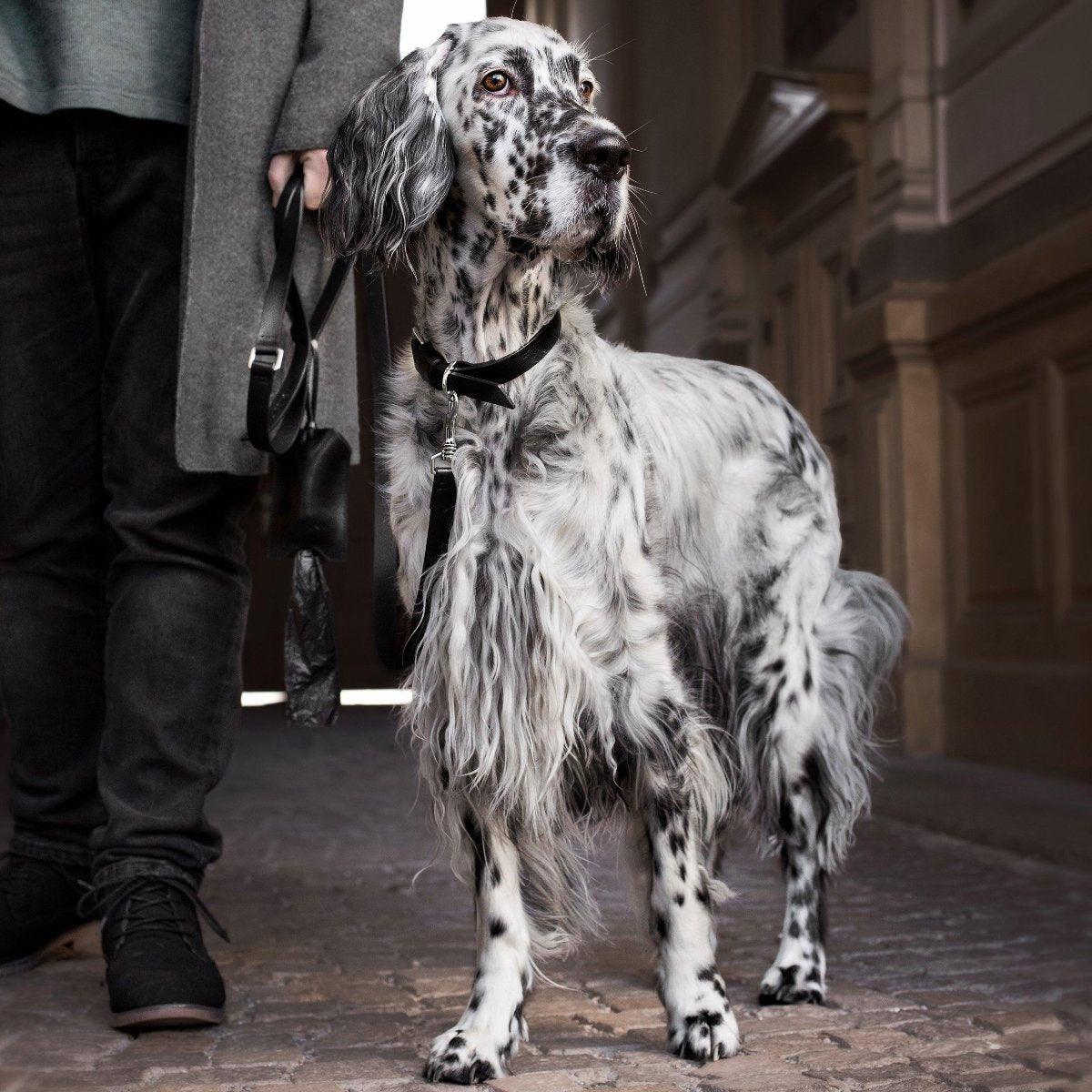 Laisse élégante pour chien - LUSSA - Kasibe