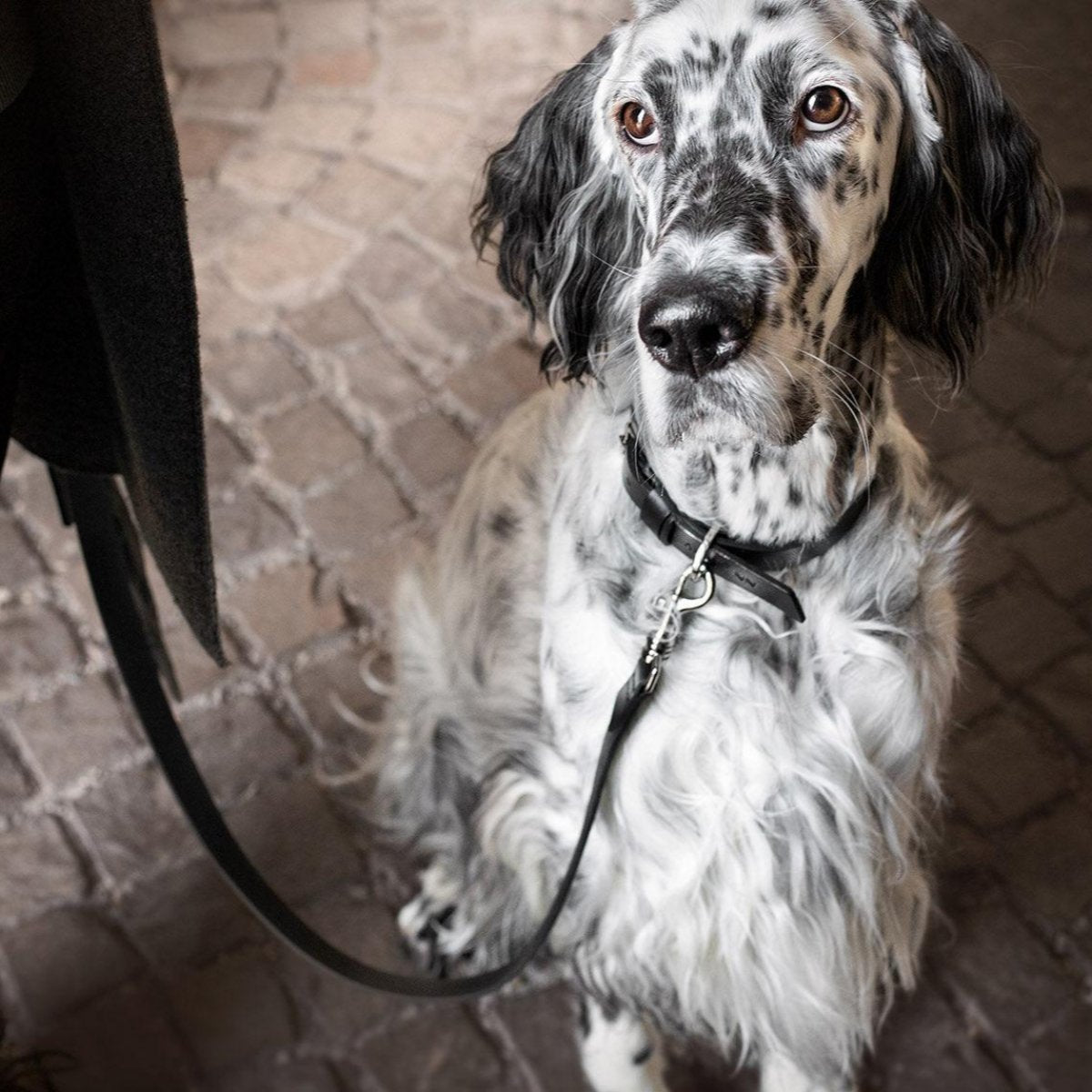 Laisse élégante pour chien - LUSSA - Kasibe