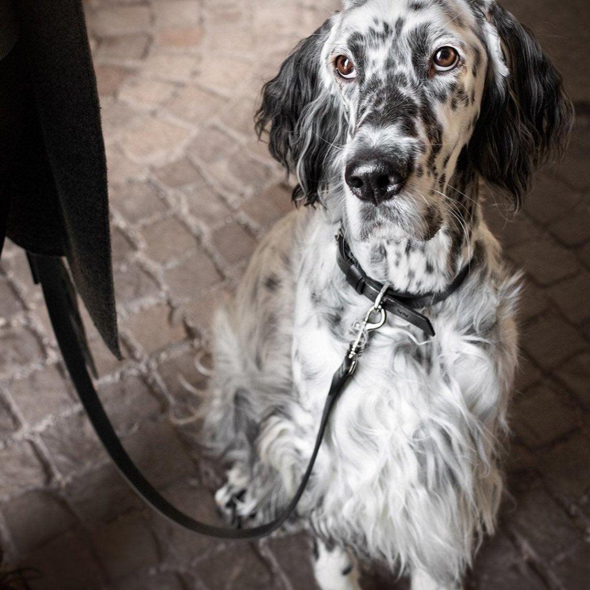 Laisse élégante pour chien - LUSSA - Kasibe