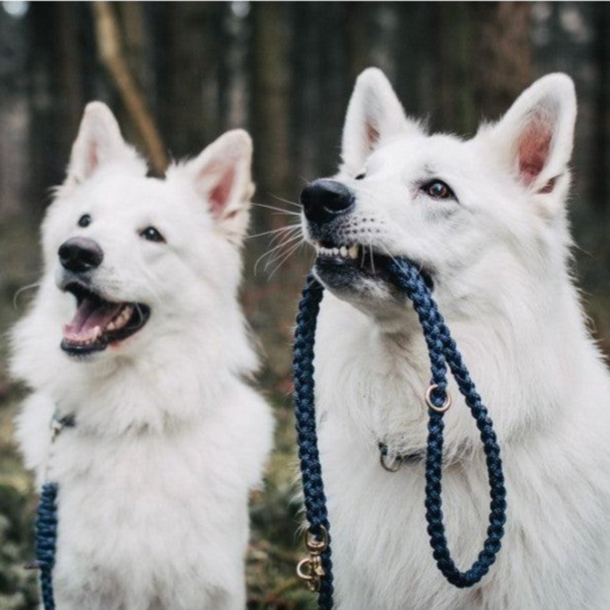 Laisse en corde pour chien - MARITIME - Kasibe