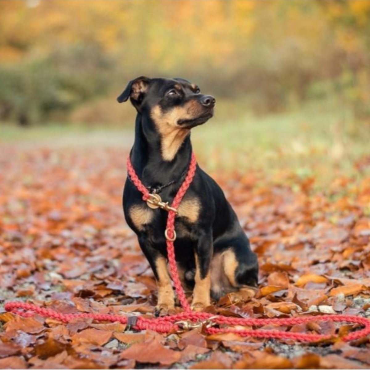 Laisse en corde pour chien - MARITIME - Kasibe