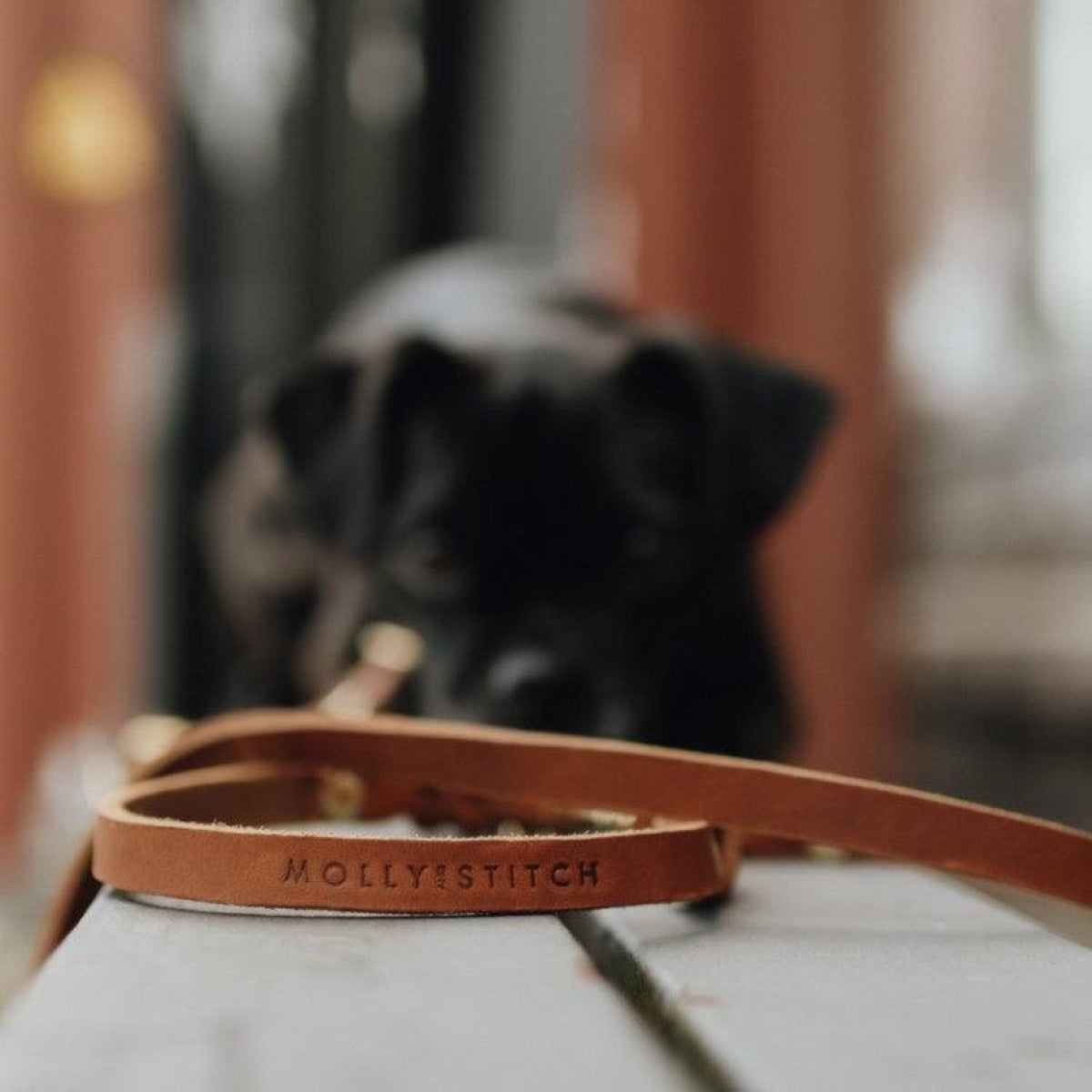 Laisse en cuir tressée pour chien - BUTTER 2X - Kasibe