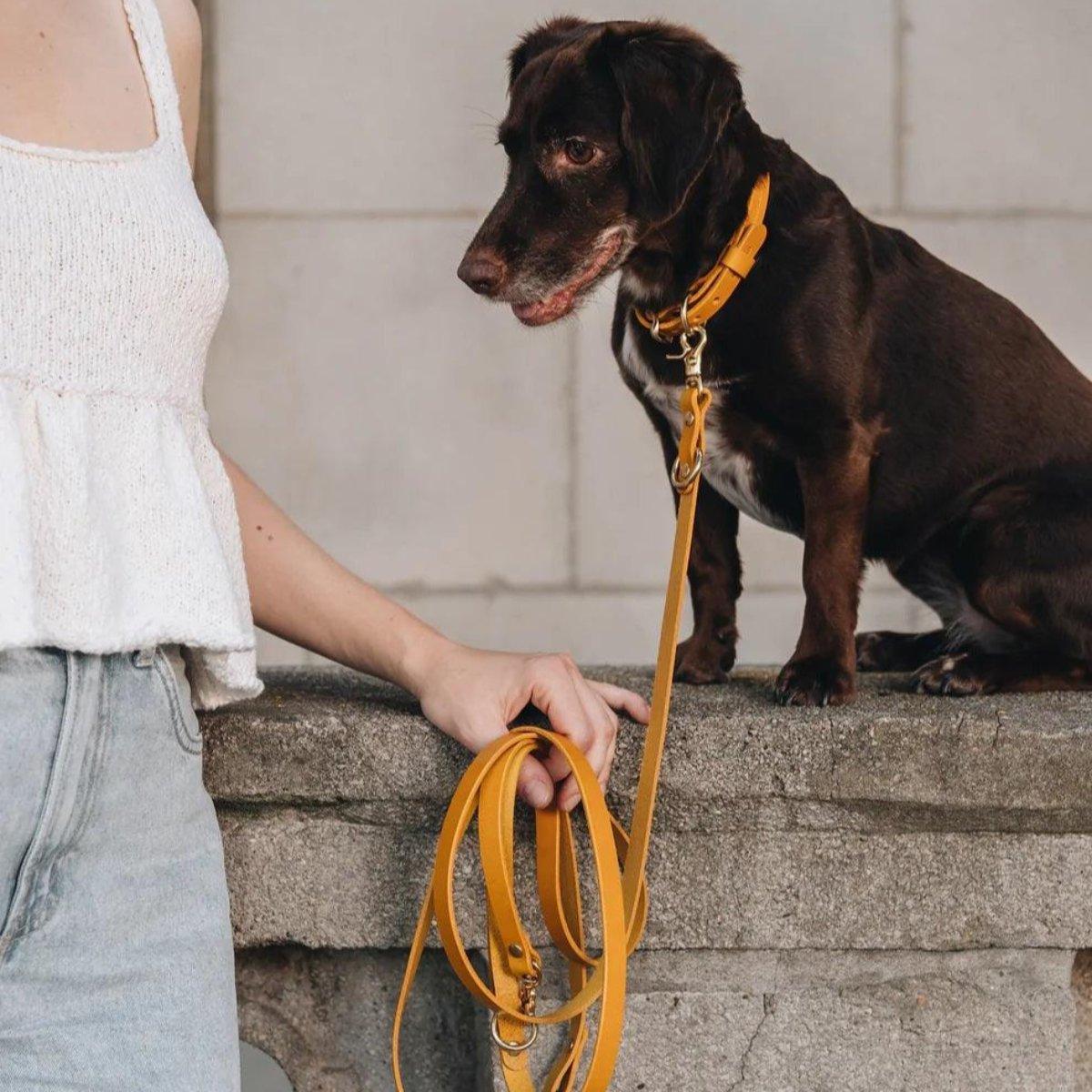 Laisse longue pour chien - LASSO - Kasibe