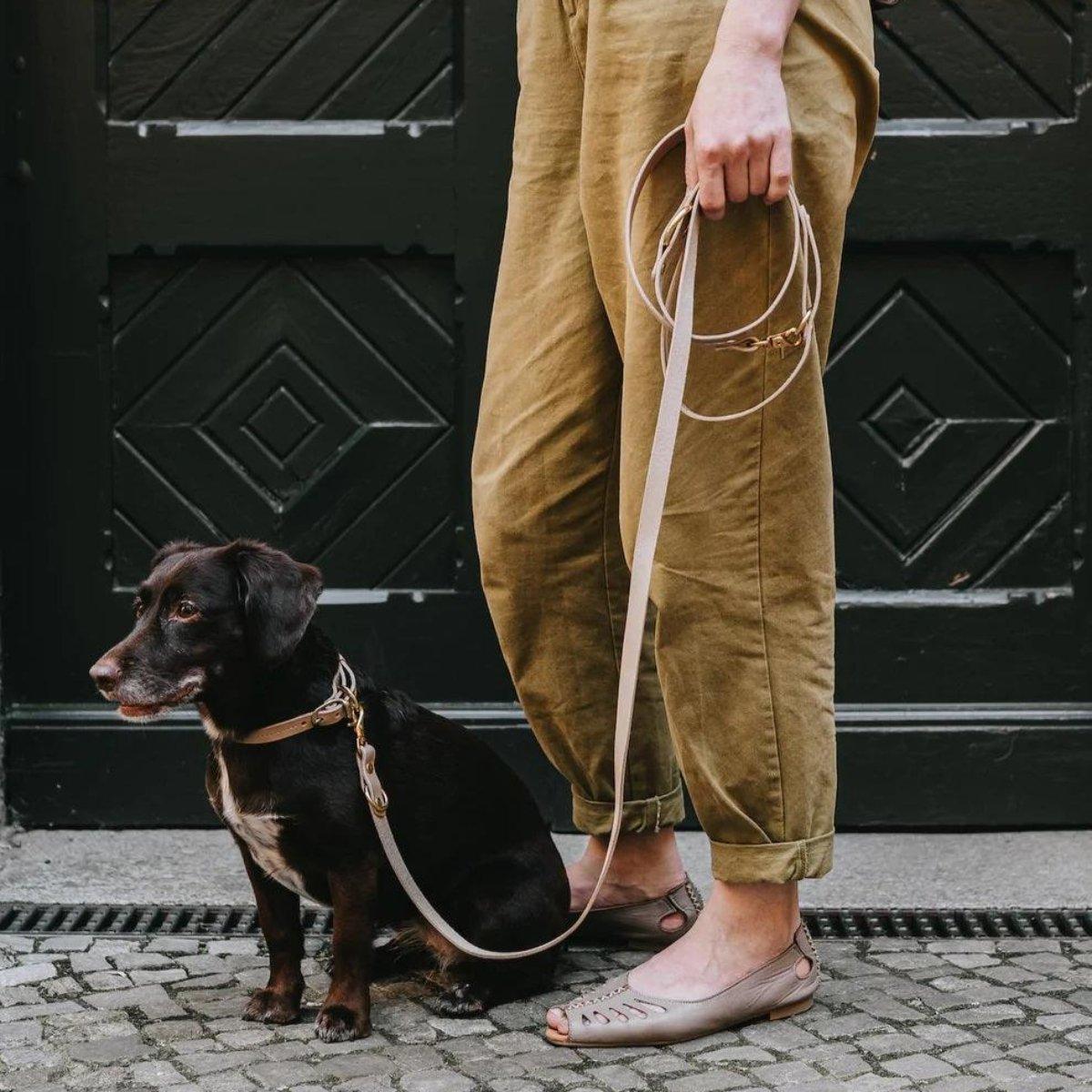Laisse longue pour chien - LASSO - Kasibe