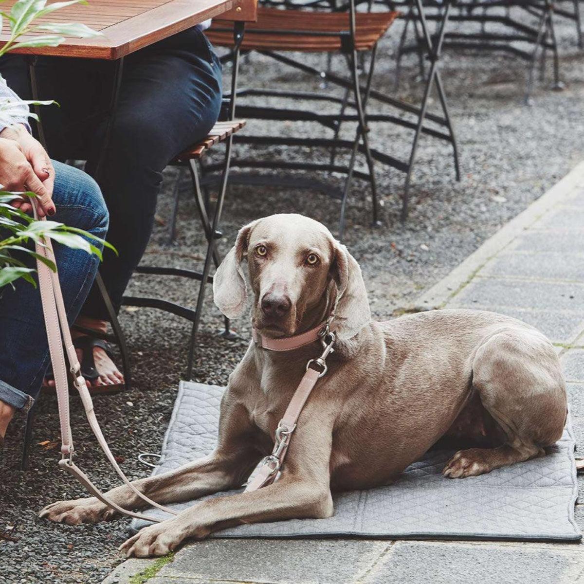 Laisse pour chien en daim - COMO - Kasibe