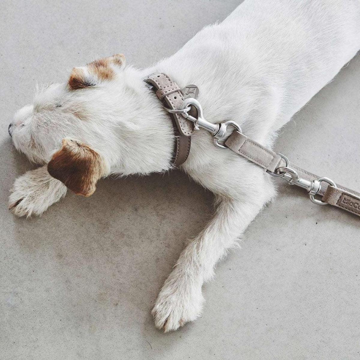 Laisse pour chien en daim - COMO - Kasibe