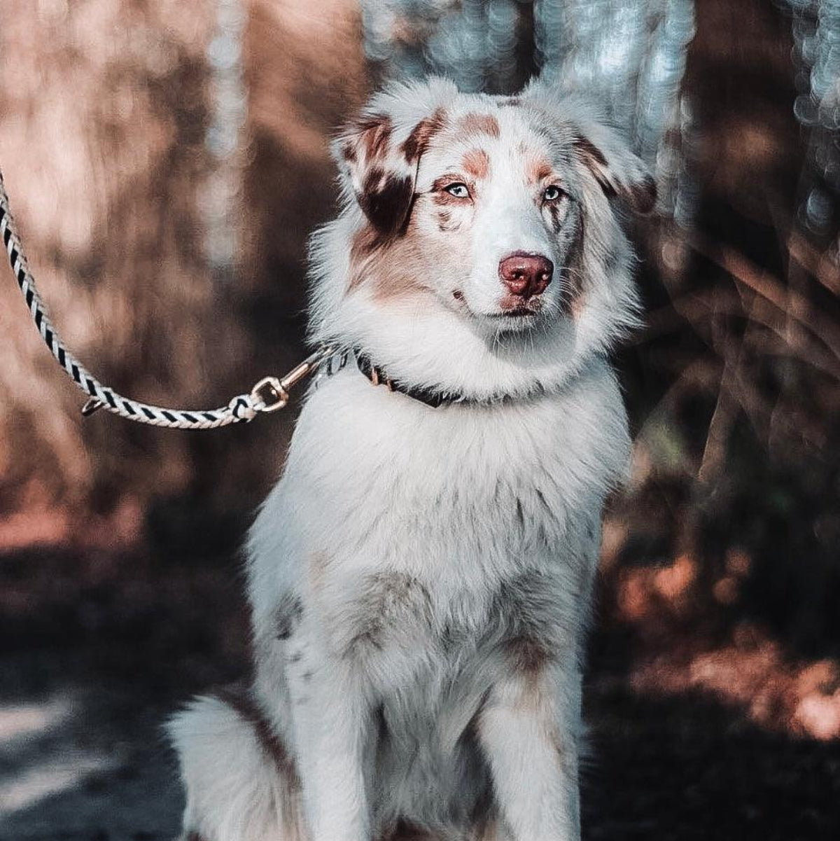 Laisse pour chien en paracorde - PARACORD - Kasibe