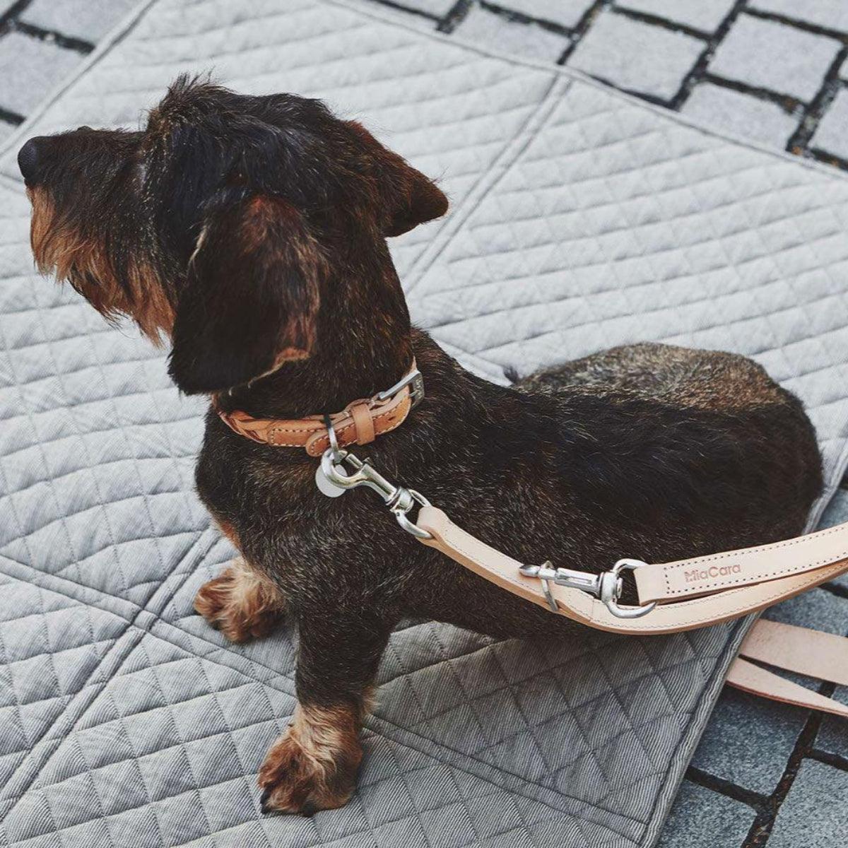 Laisse pour chien intemporelle - BERGAMO - Kasibe