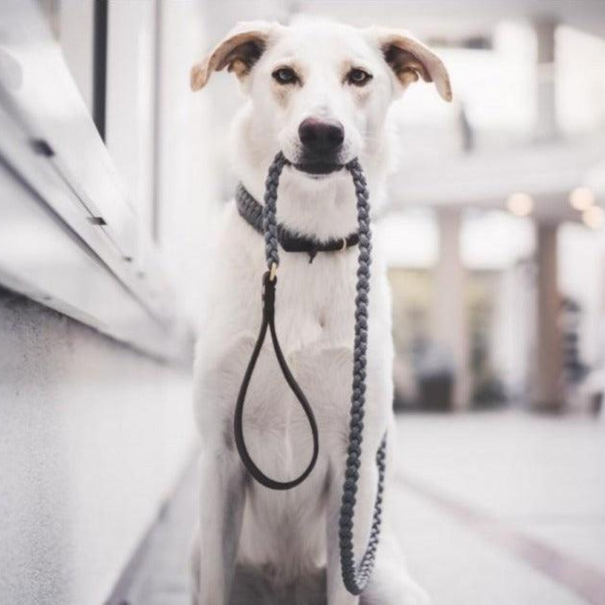 Laisse pour chien originale - TOUCH OF LEATHER - Kasibe