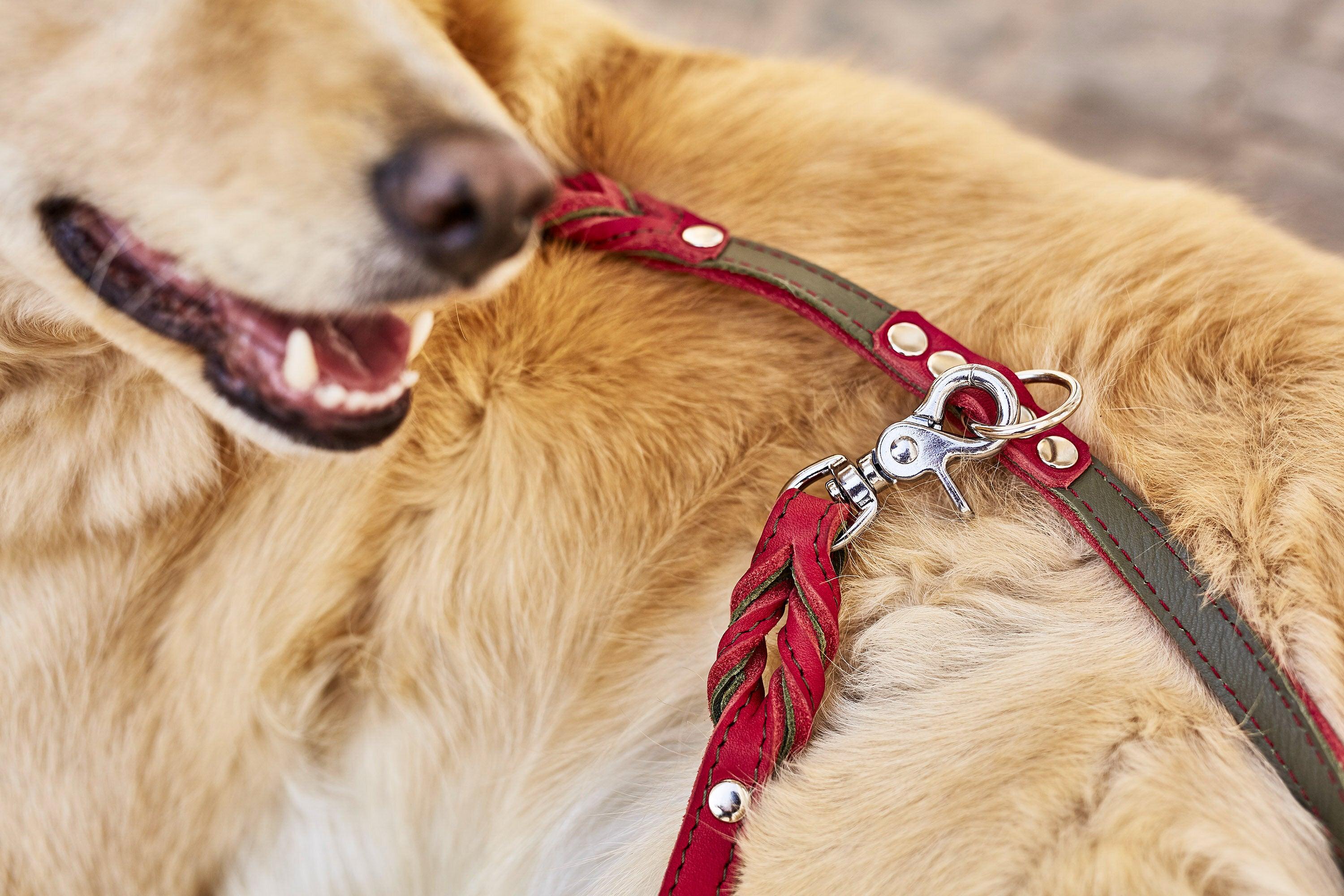 Laisse pour chien travaillée - SWISS - Kasibe