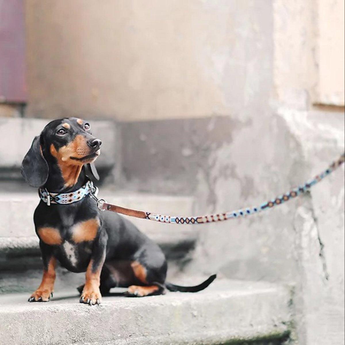 laisse pour chien au motif mexicain - kasibe