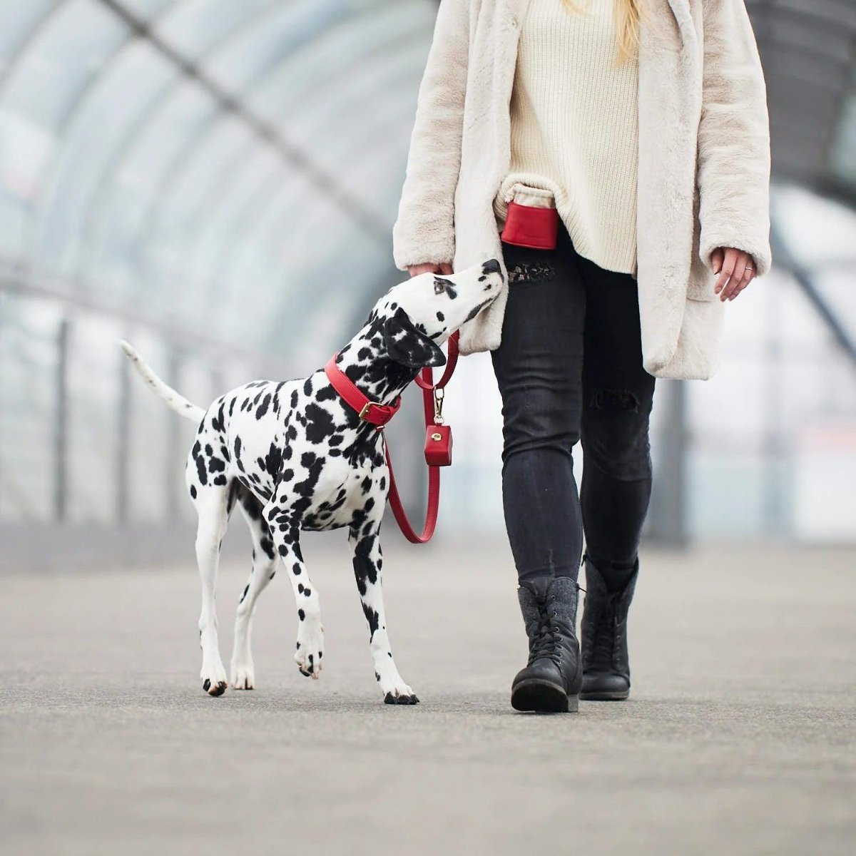 Laisses en cuir pour chien élégantes - PLAINE - Kasibe