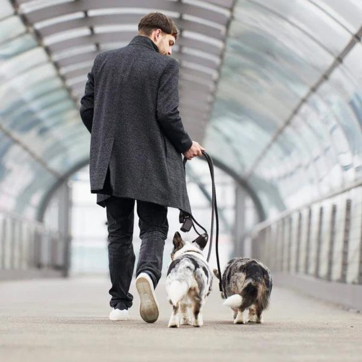 Laisses pour chien en cuir tressé - TWISTED - Kasibe