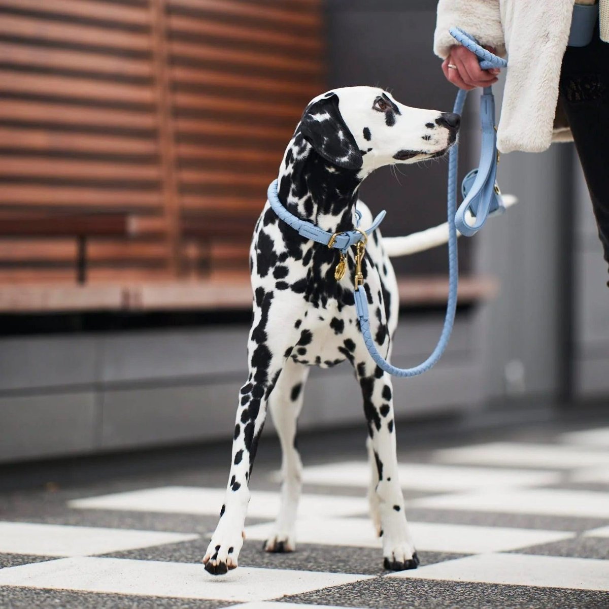 Laisses pour chien en cuir tressé - TWISTED - Kasibe