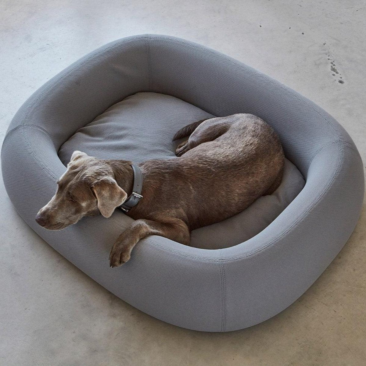 Lit pour chien moderne - BARCA - Kasibe