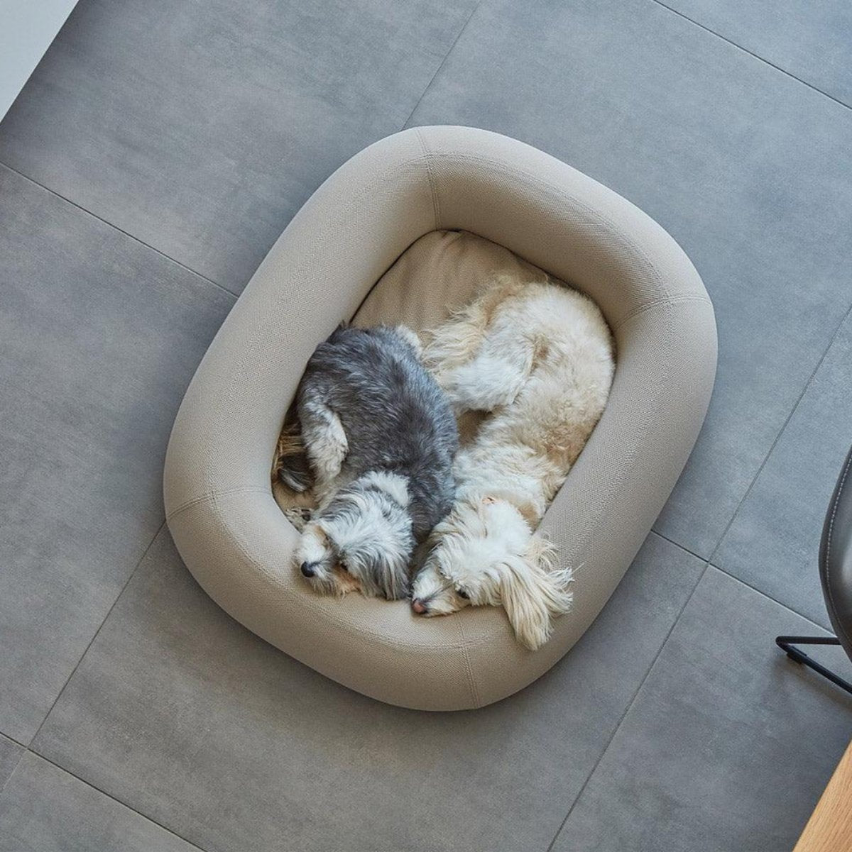 Lit pour chien moderne - BARCA - Kasibe